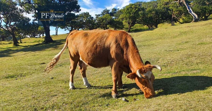 2-Day Madeira Tour: East & West with Local Guide & Tastings - Day 2 East Madeira: Pico do Arieiro above the clouds and Santana’s thatched charm