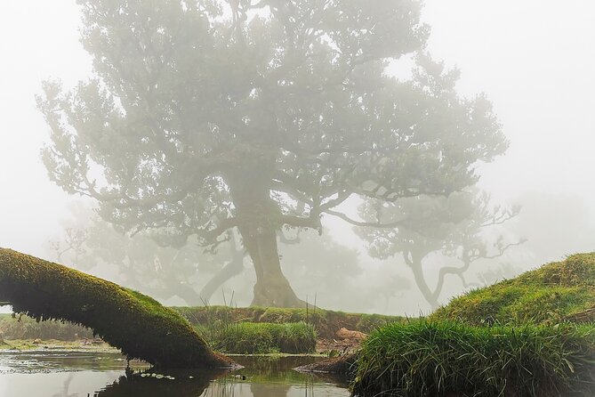 4x4 Jeep Tour to the West & Northwest of Madeira - Serra de Água Poncha Stop—Local Flavor You Can Taste