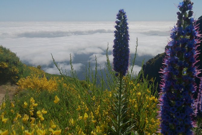 Achadas Teixeira- Pico Ruivo -& Pico pedras/Queimadas forest walk - The One Trade-Off: Closures, Route Changes, and Time Drift