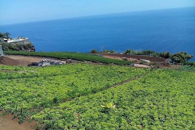 Agriculture Green Tour - Dairy and Beef Farms: Where Milk Becomes Madeira Cheese
