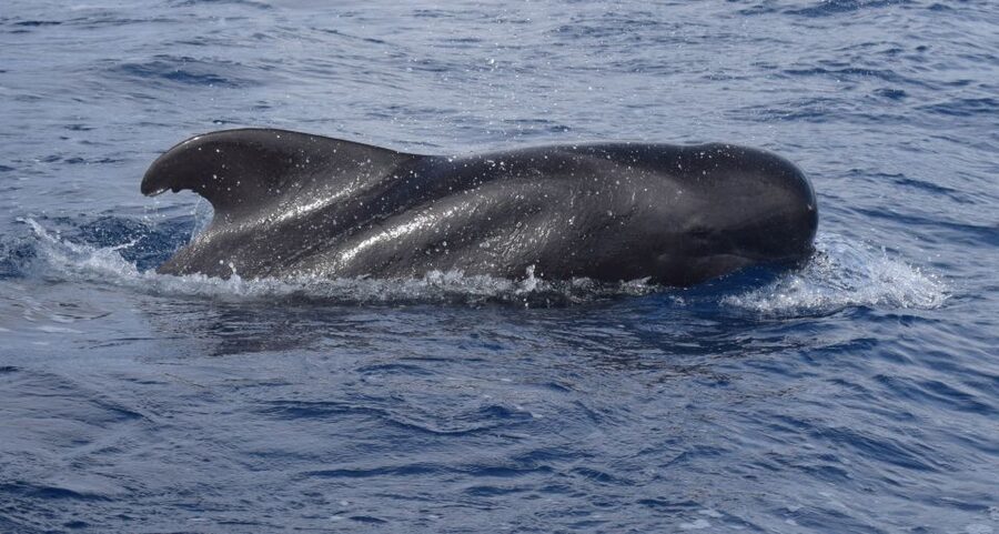 All Inclusive Whale and Dolphin Watching Luxury Tour - Key things I’d watch for