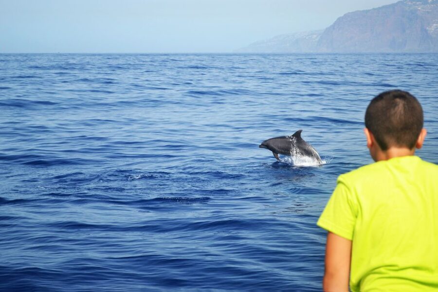 All Inclusive Whale and Dolphin Watching Luxury Tour - Who This Tour Best Fits