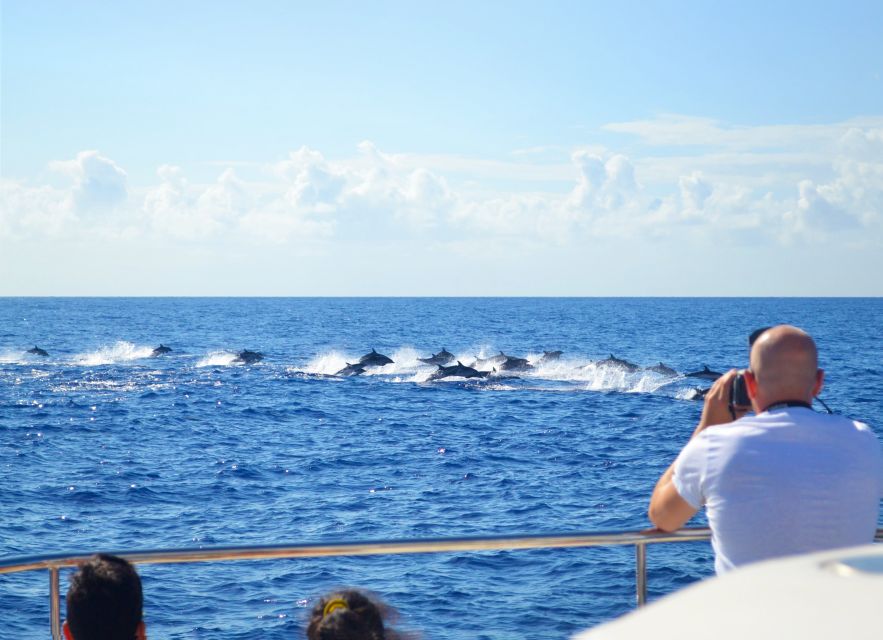 All Inclusive Whale and Dolphin Watching Luxury Tour - A Luxury Catamaran Whale Watch Out of Funchal