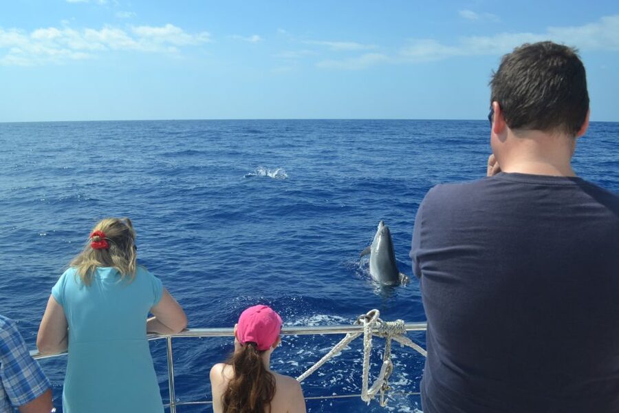 All Inclusive Whale and Dolphin Watching Luxury Tour - Cabo Girão: The 586m Cliff Stop and the Best Swimming Moment
