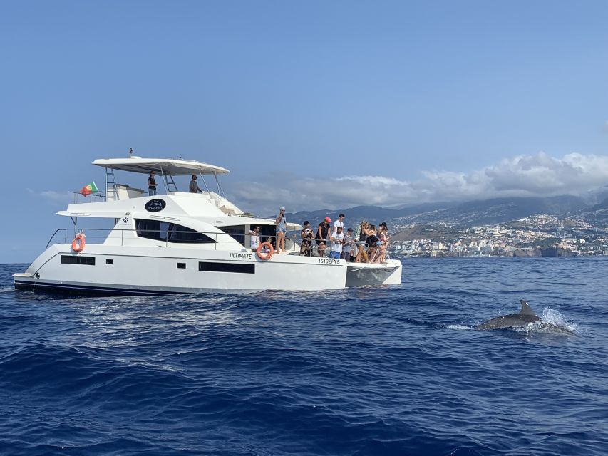 All Inclusive Whale and Dolphin Watching Luxury Tour - Drinks, Snacks, and the Real Meaning of Open Bar