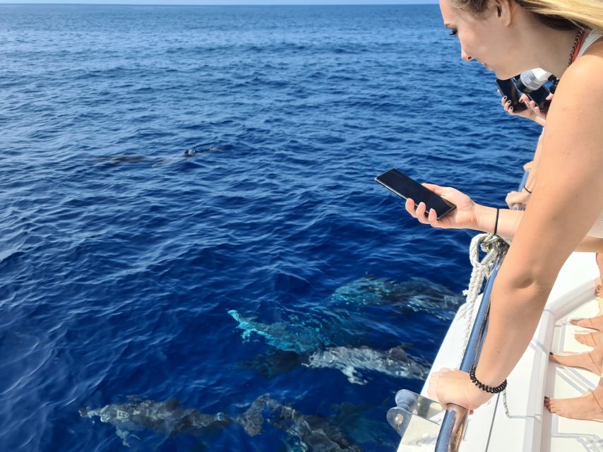 All Inclusive Whale and Dolphin Watching Luxury Tour - Price and Value: Why It Costs More Than a Basic Tour