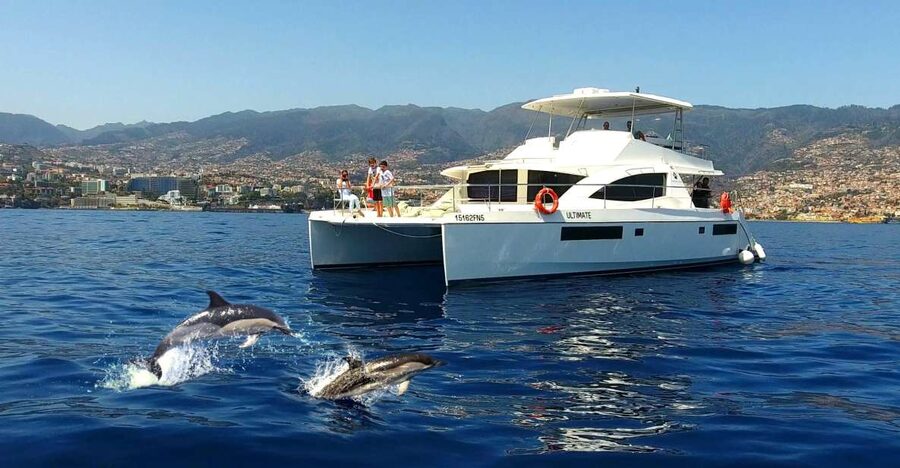 All Inclusive Whale and Dolphin Watching Luxury Tour - First Sip and the Dolphin Search Stretch