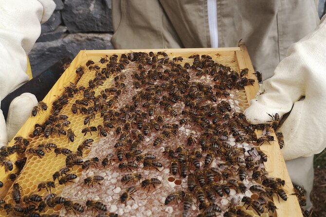 Amazing experience with Bees, honey and Pollen in Madeira Island - Welcome Briefing Inside the Hive Mindset