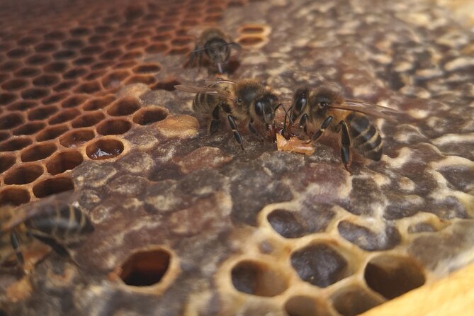 Amazing experience with Bees, honey and Pollen in Madeira Island - The Taste Test: Honey, Pollen, Cheese, and Local Drinks