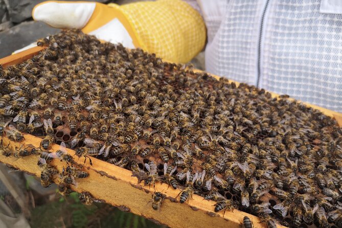 Amazing experience with Bees, honey and Pollen in Madeira Island - Price and Value: Why $138.58 Can Make Sense Here