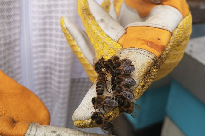 Amazing experience with Bees, honey and Pollen in Madeira Island - Timing and Meeting Point: Plan for a Late Afternoon Hive Moment
