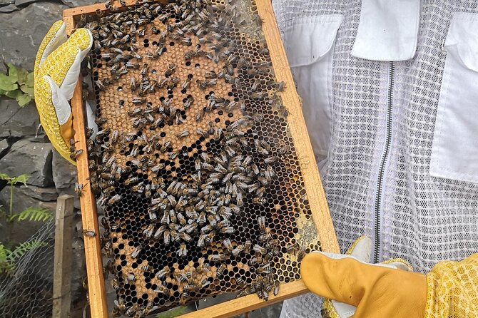 Amazing experience with Bees, honey and Pollen in Madeira Island - Who This Tour Is Best For (And Who Might Skip It)