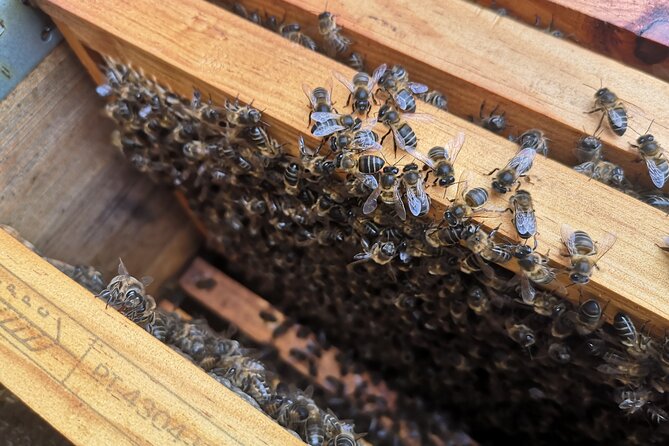 Amazing experience with Bees, honey and Pollen in Madeira Island - Touching Honey Frames Without Getting Stung