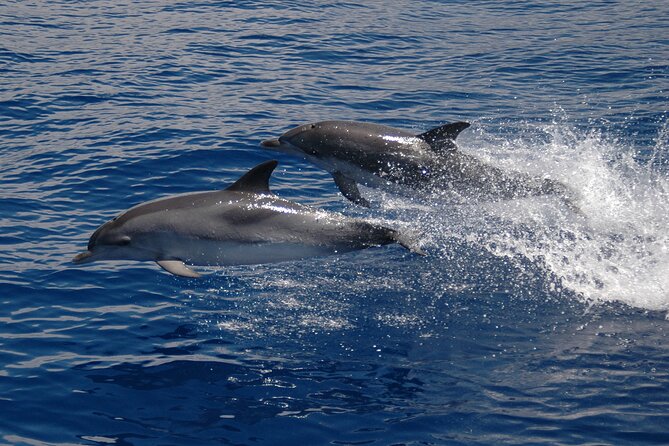 Amazing Skywalk, Wine Tasting & 4x4 Adventure + Dolphin Watching - Morning Logistics: Free Pickup and How the Day Flows