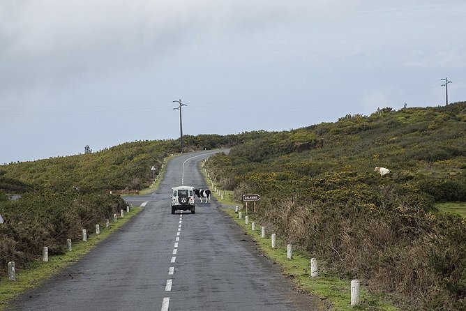 Amazing West - Jeep Safari Tour - Full Day - Shared Tour - Laurissilva Forest off-road driving: where the tour earns its name