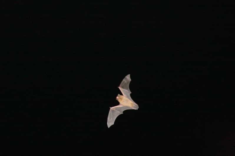 Bat Watching Madeira - Key things that make this bat watch worth your time