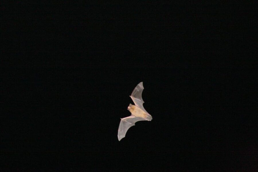 Bat Watching Madeira - Why Madeira’s bats are a night tour not a daytime stop