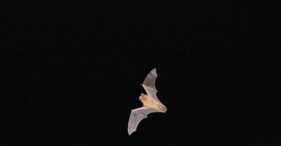 Bat Watching Madeira - Meeting in Funchal and what your first minutes should feel like