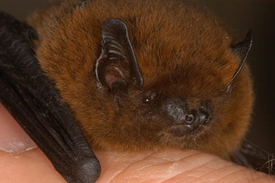 Bat Watching Madeira - What to bring (so the night feels enjoyable, not miserable)