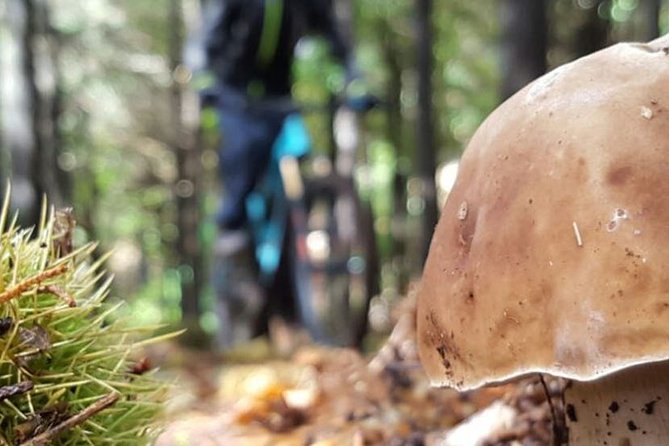 Botanical Trails of Madeira. Mountain biking Trail Experience - Key things to know before you pedal