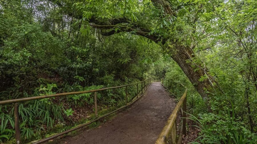 Caldeirão Verde: Levada Caldeirao Verde Hiking Transfer - Key points you’ll care about