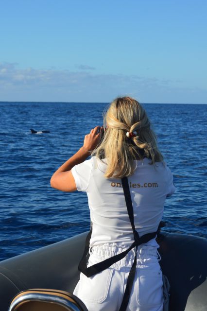 Calheta: Whale & dolphin watching small groups designer tour - Dolphins first, then whales: how the spotting and search work