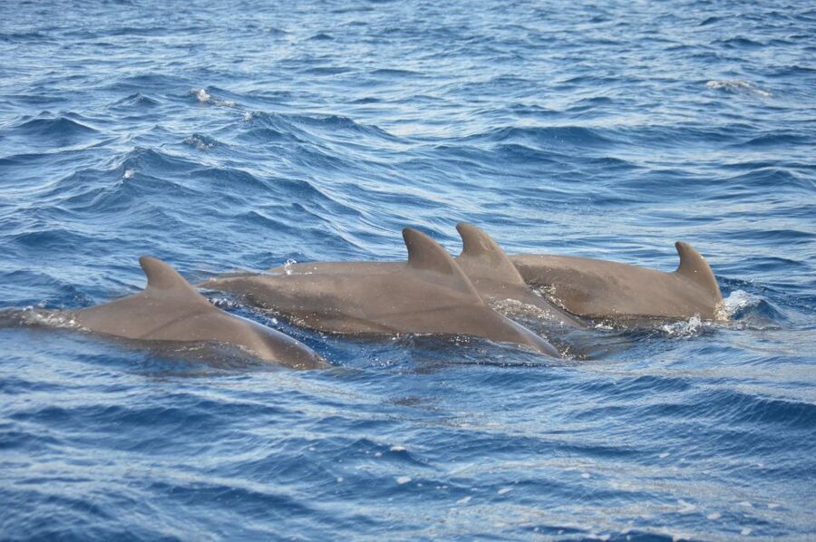 Calheta: Whale & dolphin watching small groups designer tour - Price and value: is $342 per group worth it?