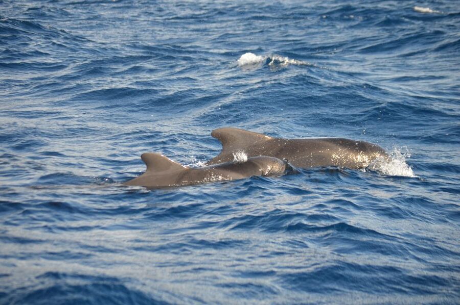 Calheta: Whale & dolphin watching small groups designer tour - Weather, reality, and how to plan your expectations