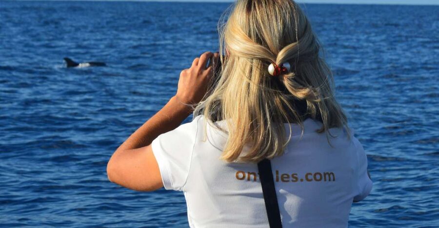 Calheta: Whale & dolphin watching small groups designer tour - Small group design: what “private up to 5” changes