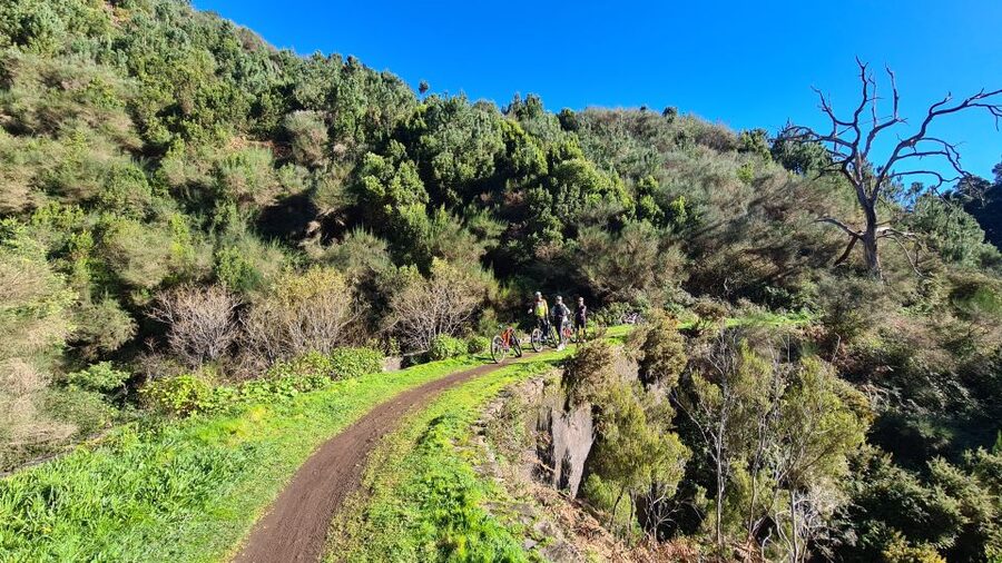 Camacha: Levada Trail e-Bike Guided Tour - The water-mill pause and Santo da Serra viewpoint with sheep