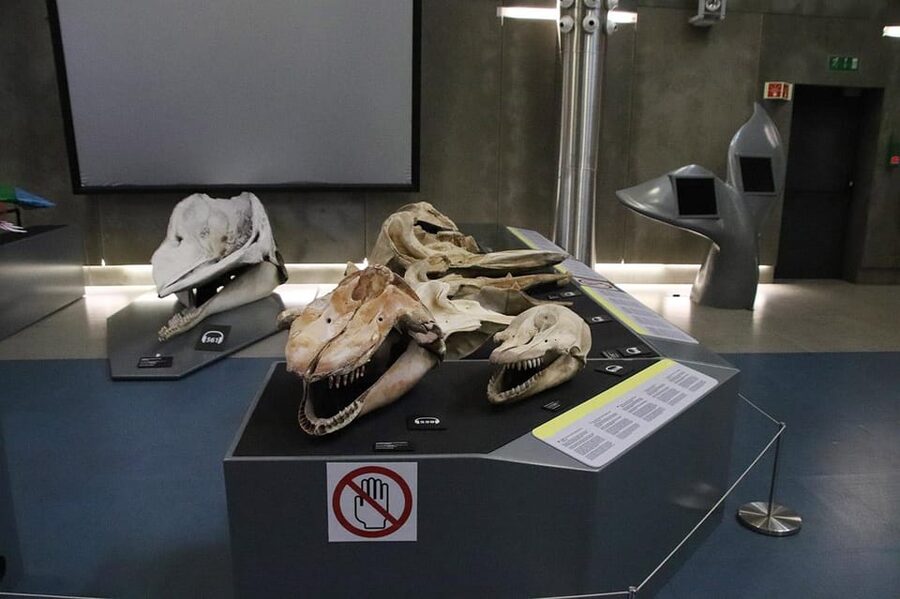 Caniçal : Madeira Whale Museum Entry ticket - Science and conservation projects: what the museum does today