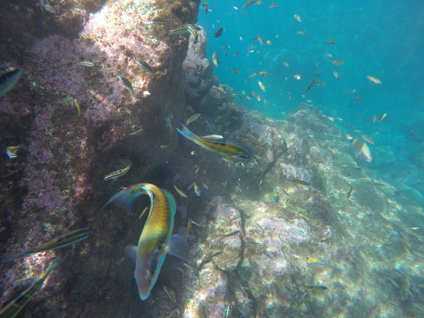 Caniço, Madeira: Marine Reserve Kayak & Snorkelling Tour - Marine life you can look for without a marine-biology degree
