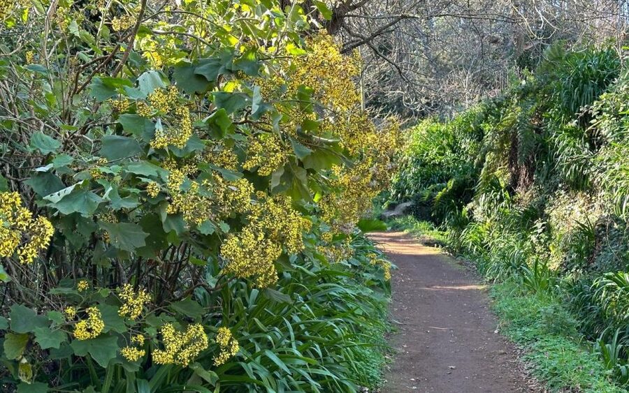 Discover the Paradise Valley - a quick escape for Everyone - Paradise Valley in Madeira: a quick forest fix that feels worthwhile