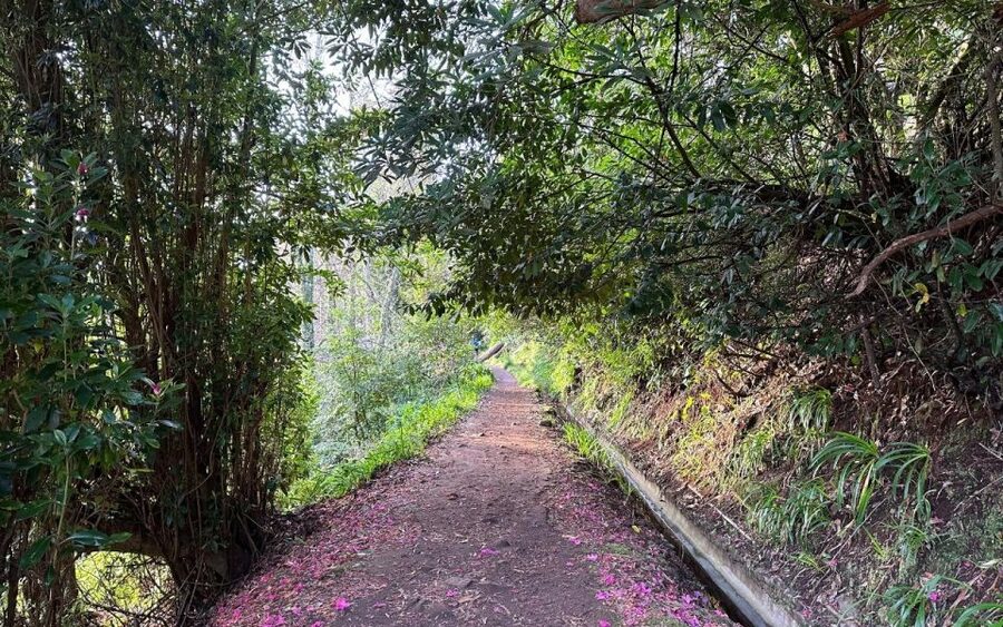 Discover the Paradise Valley - a quick escape for Everyone - Inside Madeira’s Laurissilva: what you’re actually seeing under the canopy