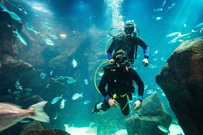 Diving in the Madeira Aquarium - First steps above water: instruction that keeps you from spiraling