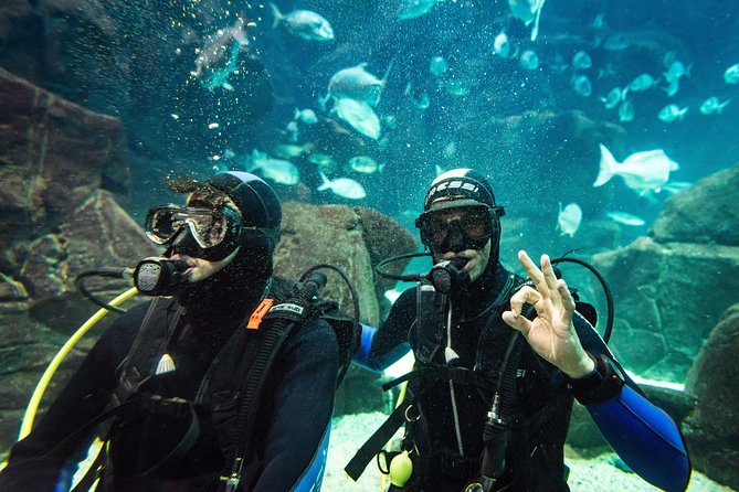 Diving in the Madeira Aquarium - The main tank: 6 meters down with sharks, rays, and morays