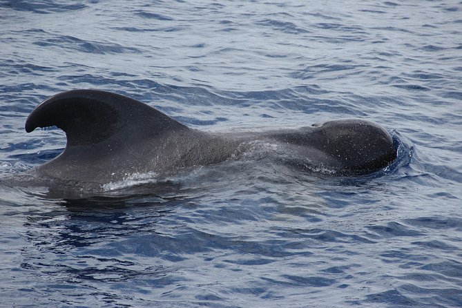 Dolphin and Whale Watching Catamaran Cruise from Funchal - If You Don’t See Dolphins or Whales: The Free Return That Changes the Math
