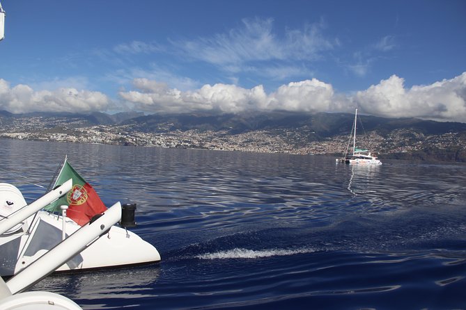 Dolphin and Whale Watching Catamaran Cruise from Funchal - Should You Book This Dolphin and Whale Watching Catamaran Cruise?