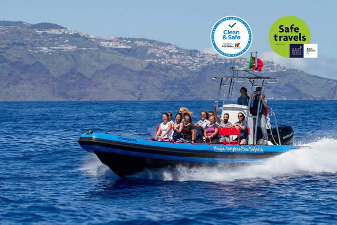 Dolphin - Whale - Turtle - Bird Watching - The Boat and Crew: Why Small-Group RIB Trips Often Win