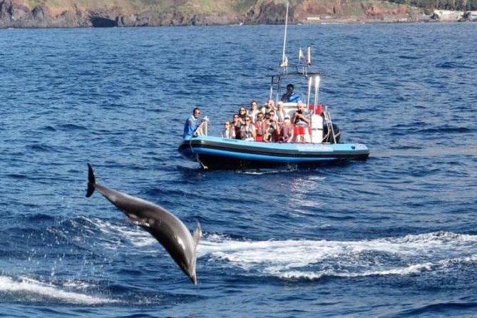 Dolphin - Whale - Turtle - Bird Watching - The Ethical Side of Whale and Dolphin Watching