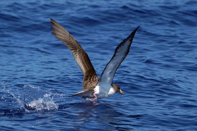 Dolphin - Whale - Turtle - Bird Watching - What the Stops Are Like: Wildlife, Coastline Views, Then Câmara de Lobos