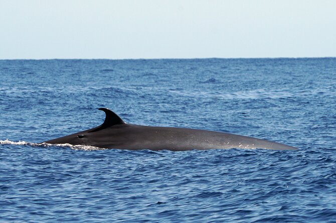 Dolphin - Whale - Turtle - Bird Watching - Timing, Comfort, and What to Pack for a Windy Madeira Morning
