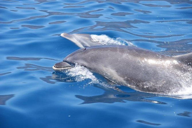 Dolphin - Whale - Turtle - Bird Watching - Price and Value: Why $60 Can Be Worth It Here