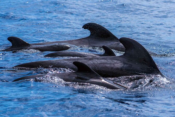Dolphin - Whale - Turtle - Bird Watching - Who This Trip Fits Best (and Who Might Want a Different Plan)