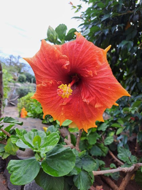 EAST MADEIRA:,Peaks, Forest walk,Thatched Roofs, Rum factory - Why This East Madeira Day Tour Delivers Value