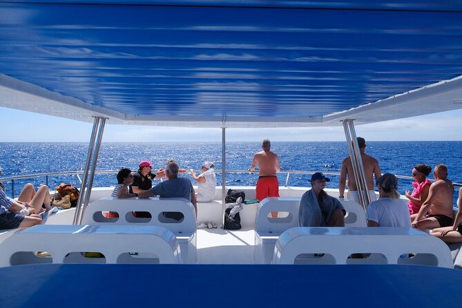 Eco-Friendly Catamaran Dolphin and Whale Watching - Key things that make this Madeira catamaran worth your time