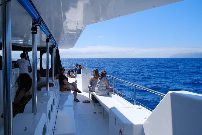 Eco-Friendly Catamaran Dolphin and Whale Watching - From Funchal Marina to Open Water: Your 2.5–3 Hour Rhythm
