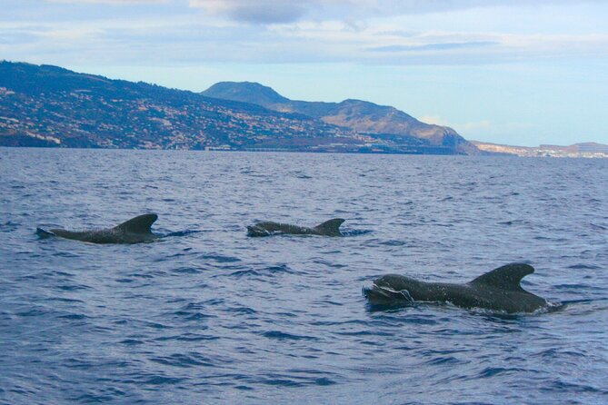 Eco-Friendly Catamaran Dolphin and Whale Watching - The 10-Minute Sightings Reality and How to Make It Work