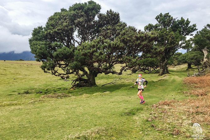 Fanal Ancient Forest Running Tour (Easy-Moderate) - Key takeaways before you lace up