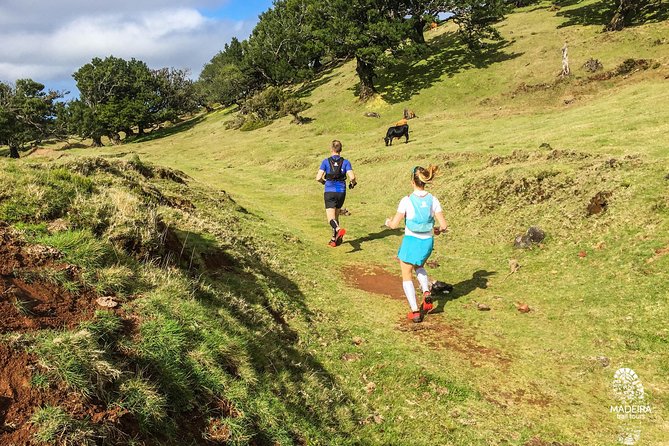 Fanal Ancient Forest Running Tour (Easy-Moderate) - Curral Falso start: where the run earns its views
